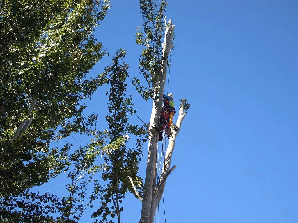 Poda en altura profesional